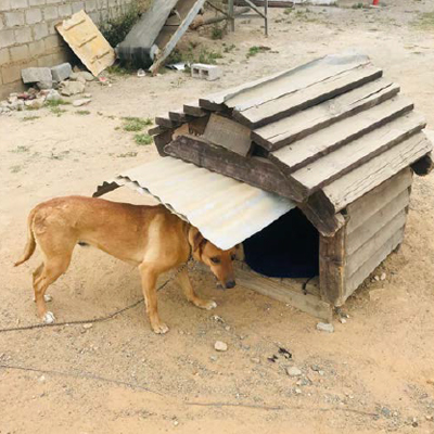 The Dogs Trust - Diepsloot Township Aid7