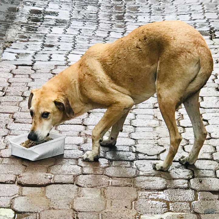 TOWNSHIP FEEDS